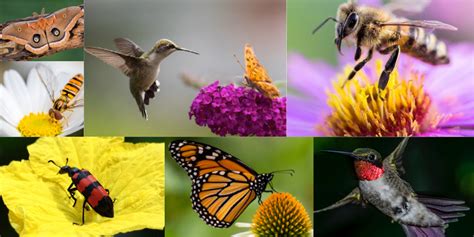 Butterflies and other birds .